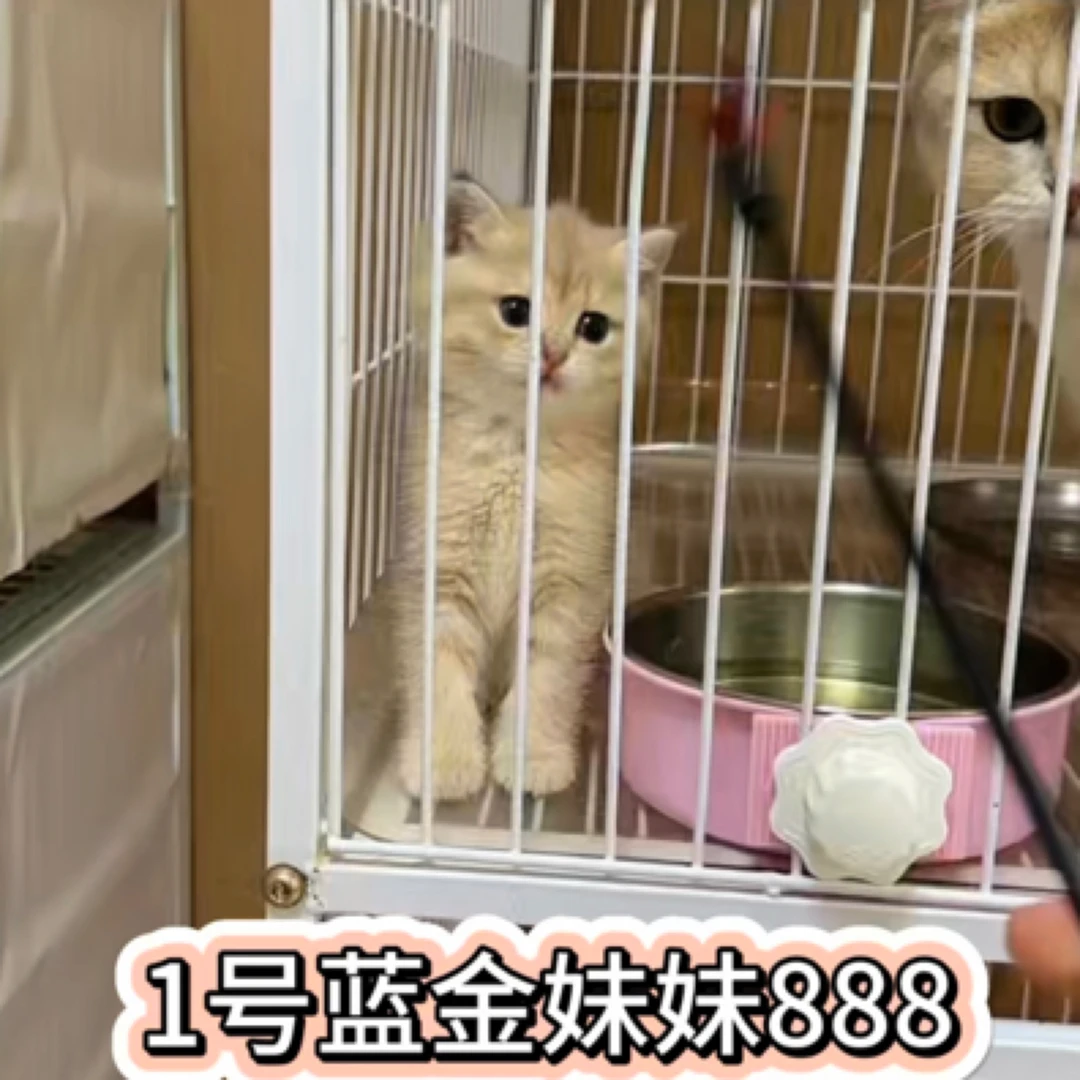 蓝金紫金渐层弟弟妹妹正常脚1-6号
