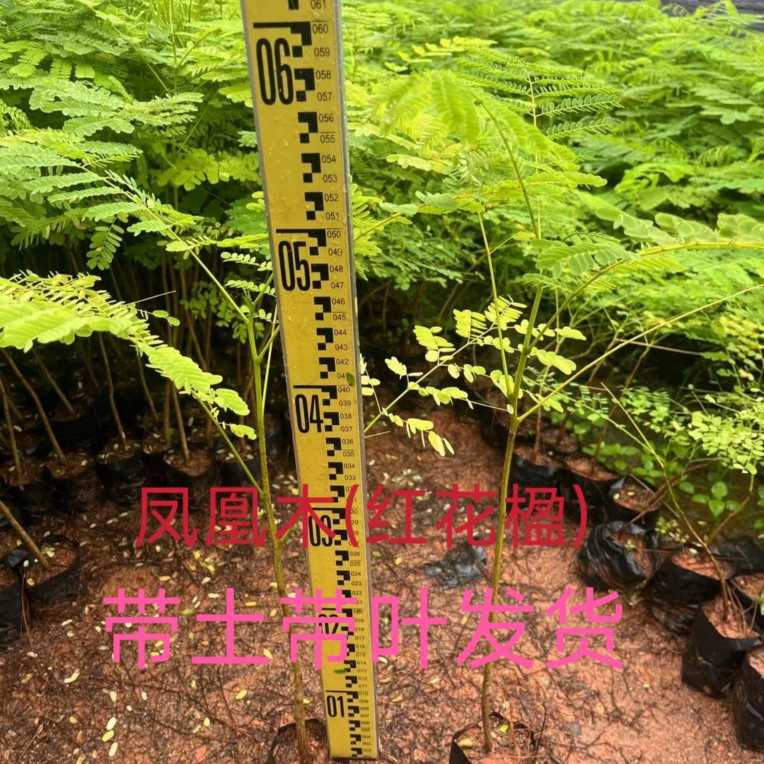 正宗凤凰木红花楹树苗火凤凰树绿化苗木风景树别墅庭院小区行道树