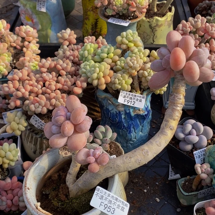 橙奶老桩953多肉植物