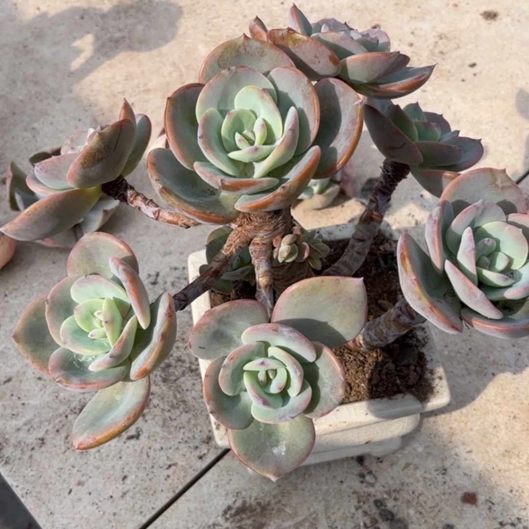 【闪购商品】无花朵