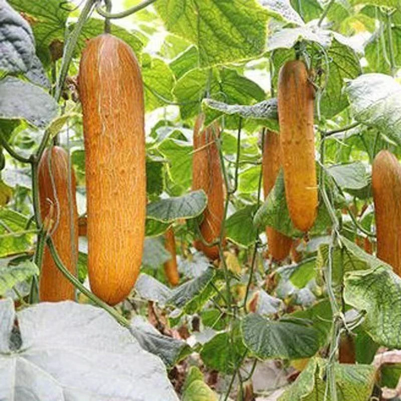 【全店满8包包邮】麻皮黄瓜种子