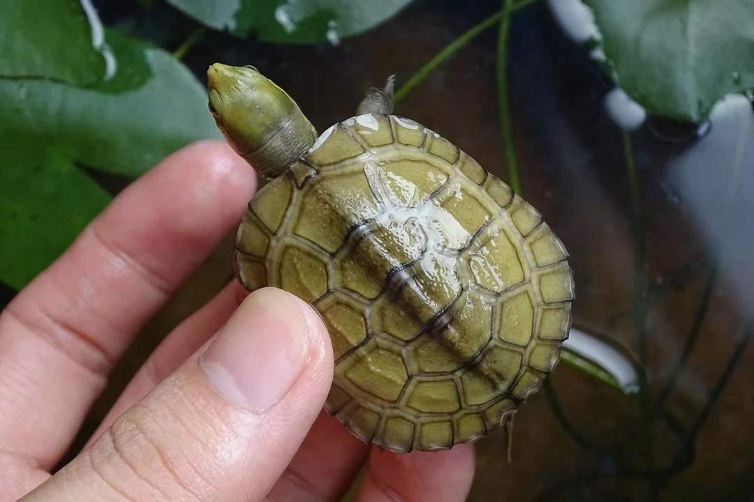 宠物龟观赏龟适合家庭饲养自然孵化主播同款黄喉小青