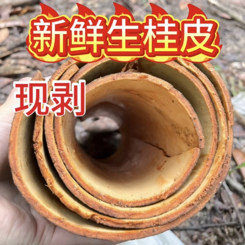 一物一拍链接 新鲜生桂皮