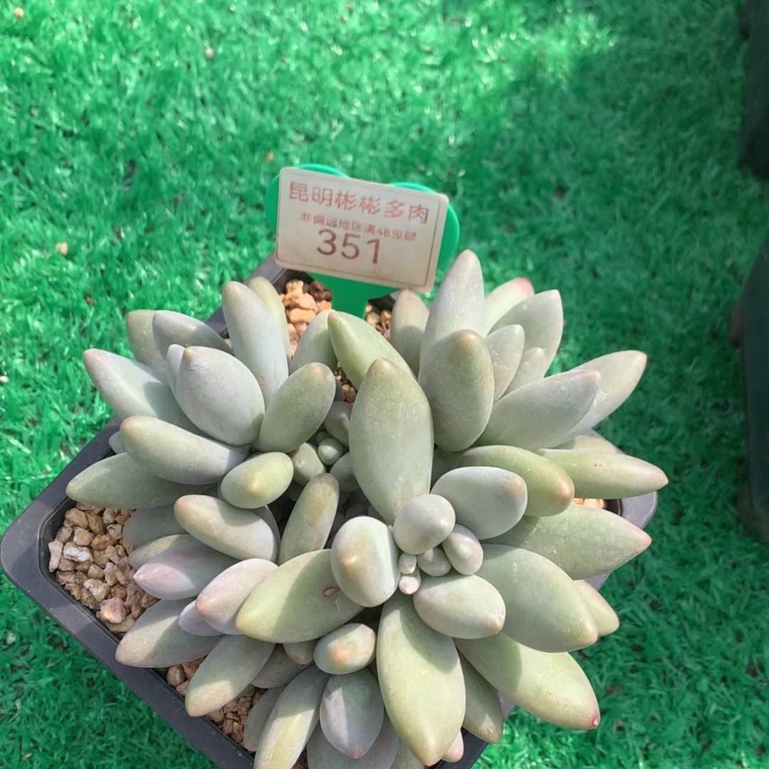 ?白兰地无砍平头351