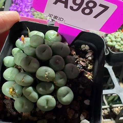 密密麻麻密密麻麻987