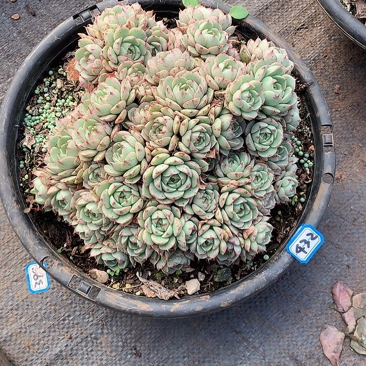 432笨巴蒂斯 一物一拍多肉