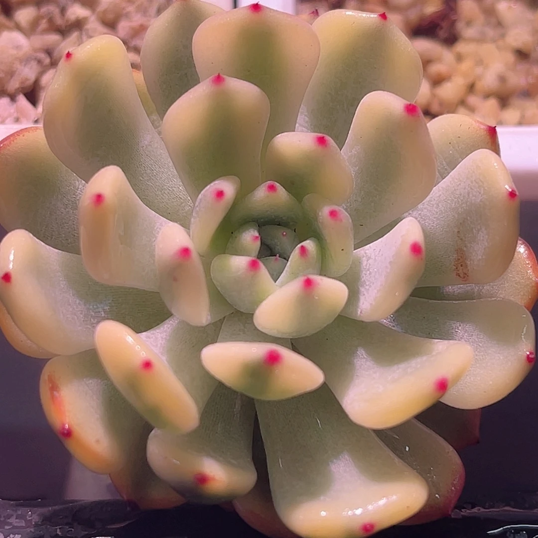 尚品园艺福利锦7826