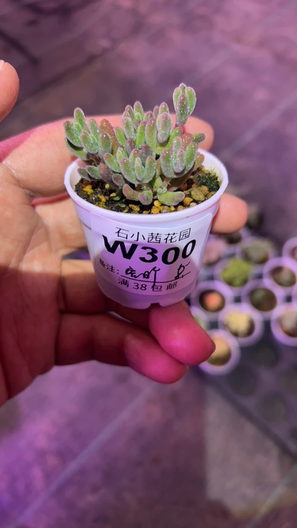 空旷-钻石-多肉植物枝干番杏