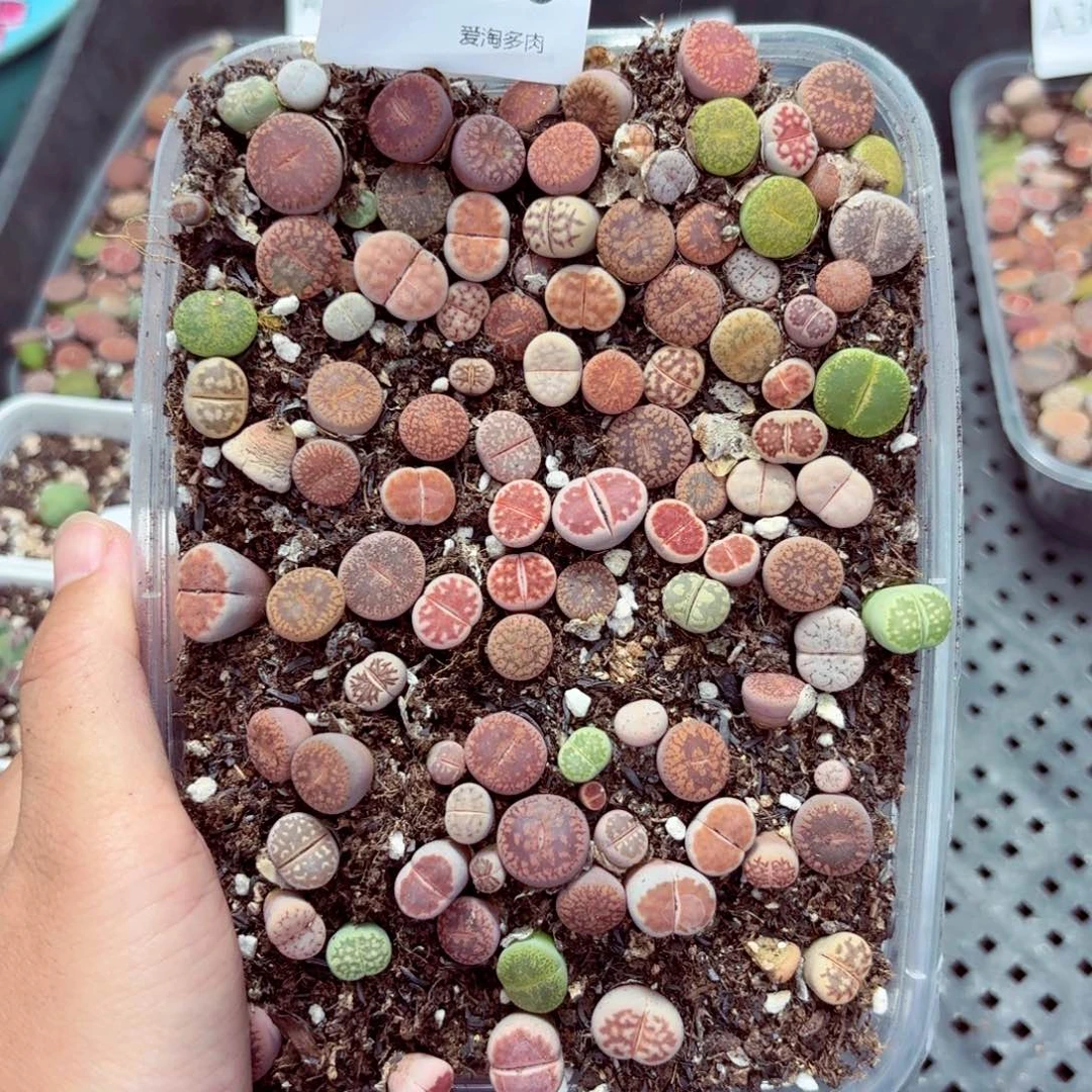 蜜***哈3059—–生石花 肉锥