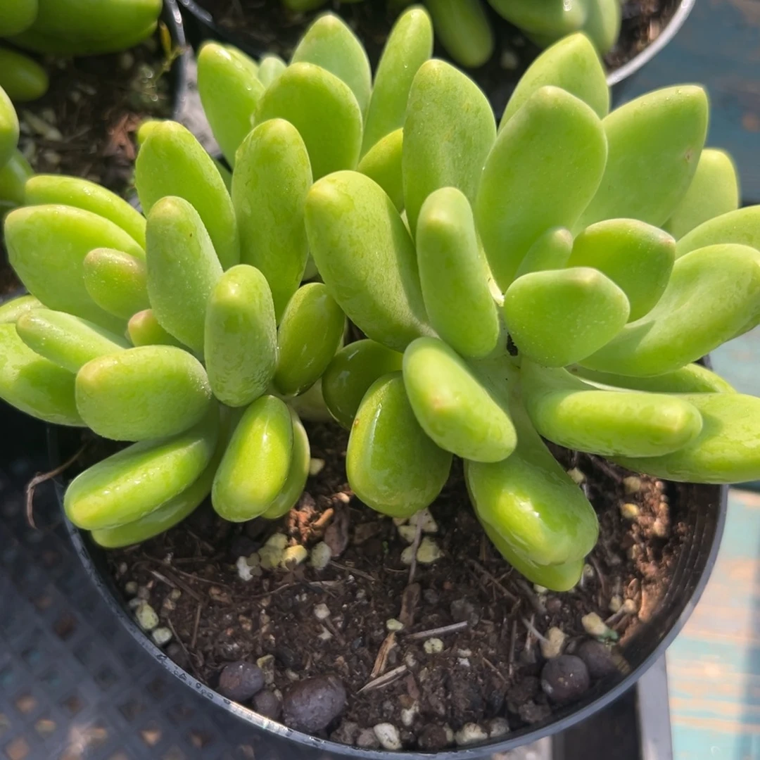 从前慢花园多肉编号1126-芒果奶三头起发