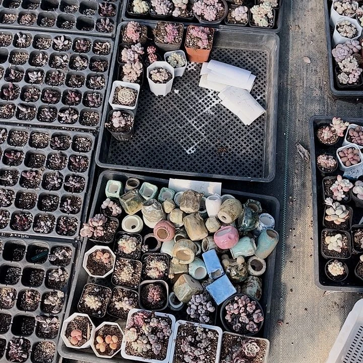 多*儿寄养发发发发发发f