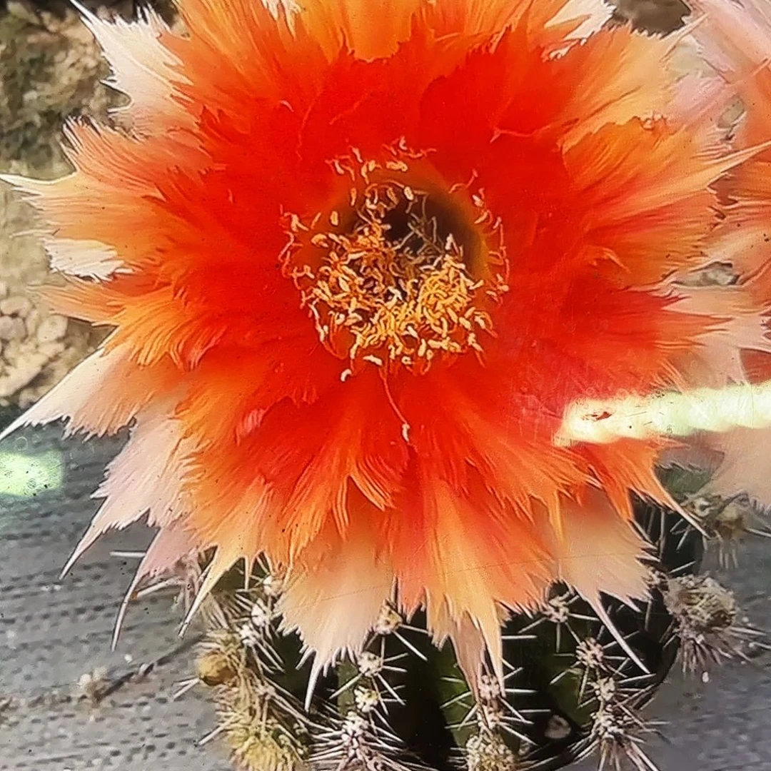 魔羽彩侧牙20包邮仙人球11