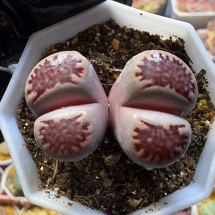 生石花1111111。   328