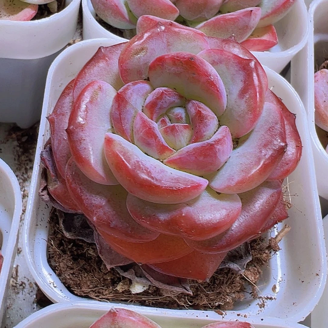 紫影19包邮多肉植物