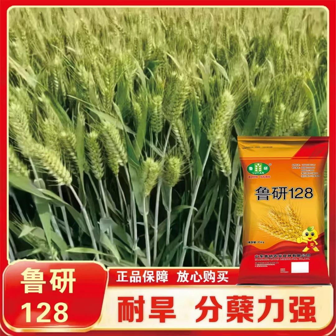 国审鲁研128【庆】航天育种抗倒伏耐旱抗病性高产小麦正品保证真
