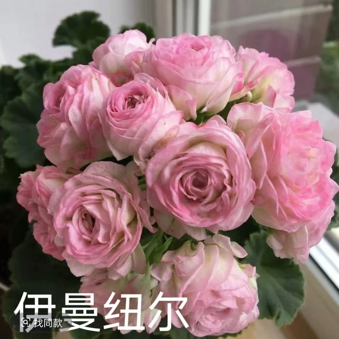 【伊曼纽尔】兽系重瓣天竺葵