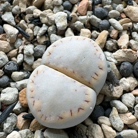 3137，1621.6糖霜饼干母本带盆土发货