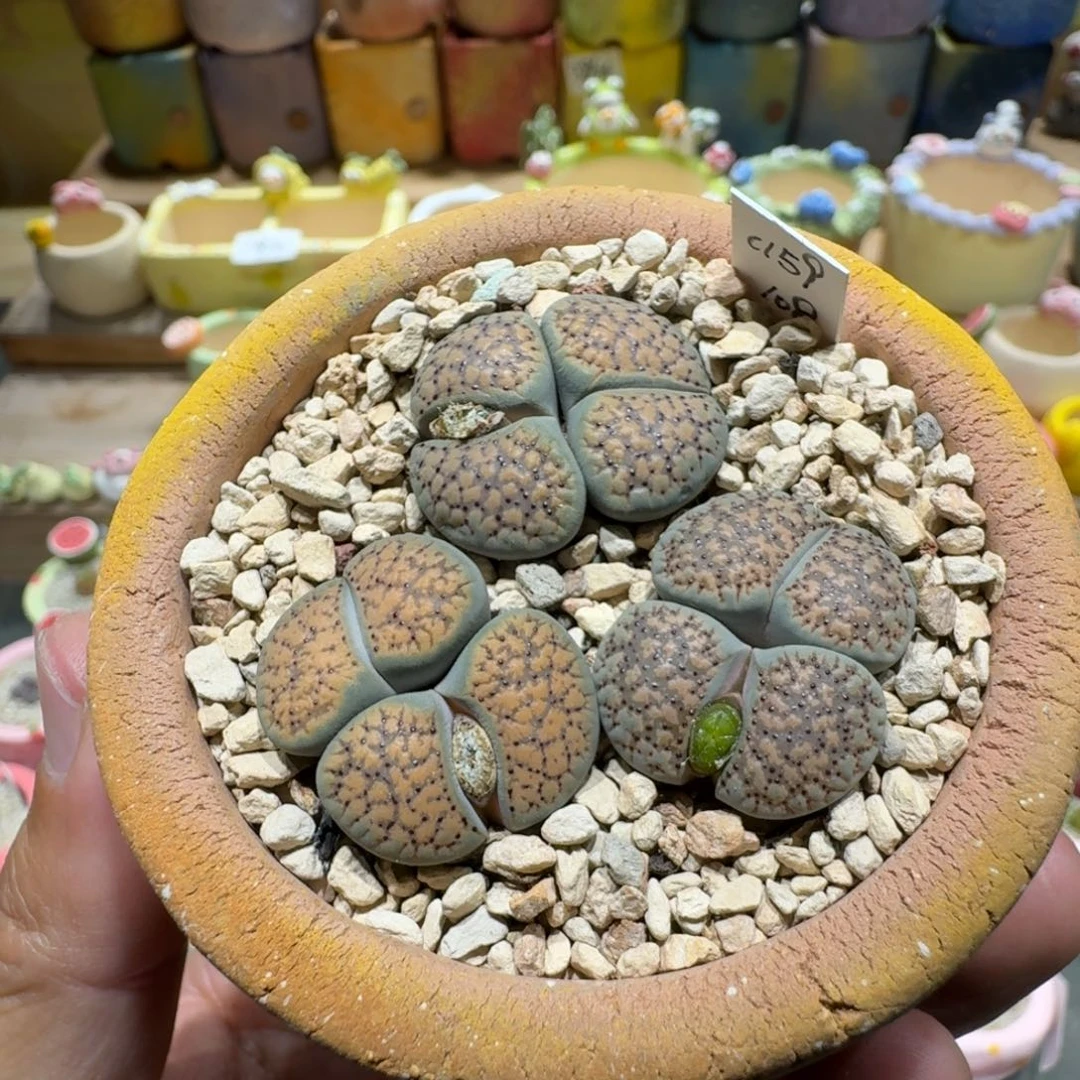 蘑菇1088血点朝贡多肉植物