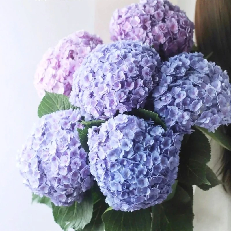 重瓣绣球白色鲜花云南直发八仙花室内水培新鲜插花紫阳花鲜切花