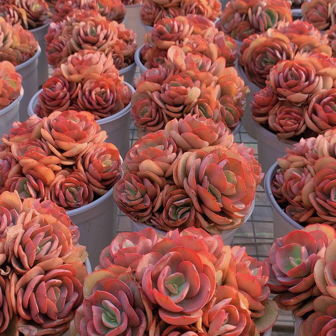 手捧秀妍2345678899000000