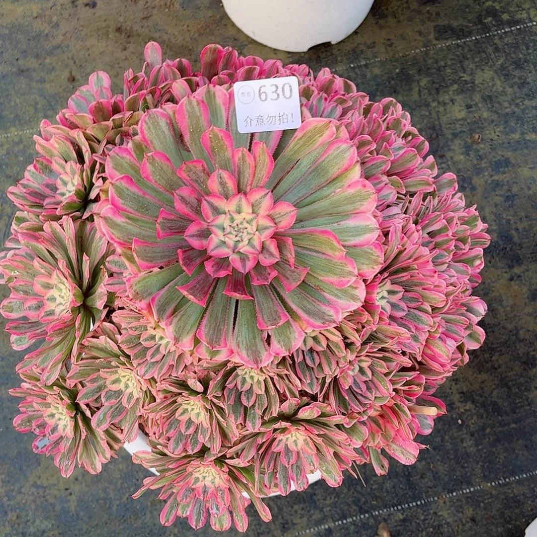 无花朵?***?多肉植物粉同630