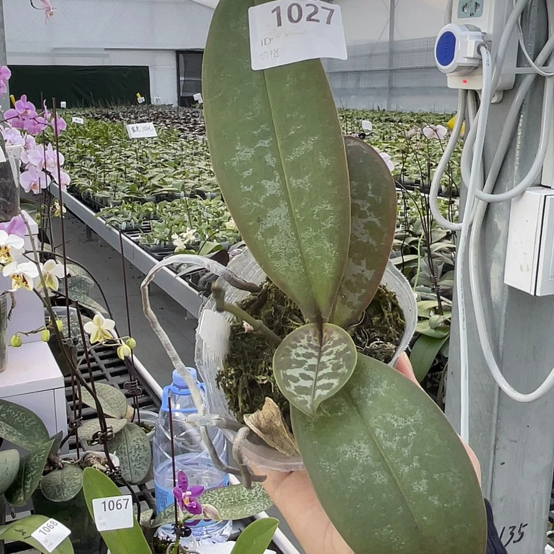 大量花朵（建议范围：8朵-15朵 或40%以上）编号1027史塔基