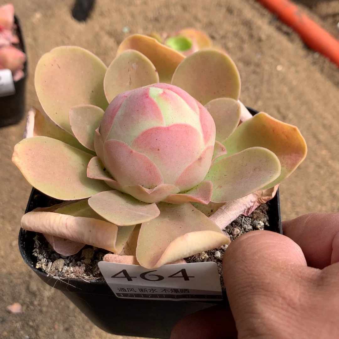 山地玫瑰脱土464