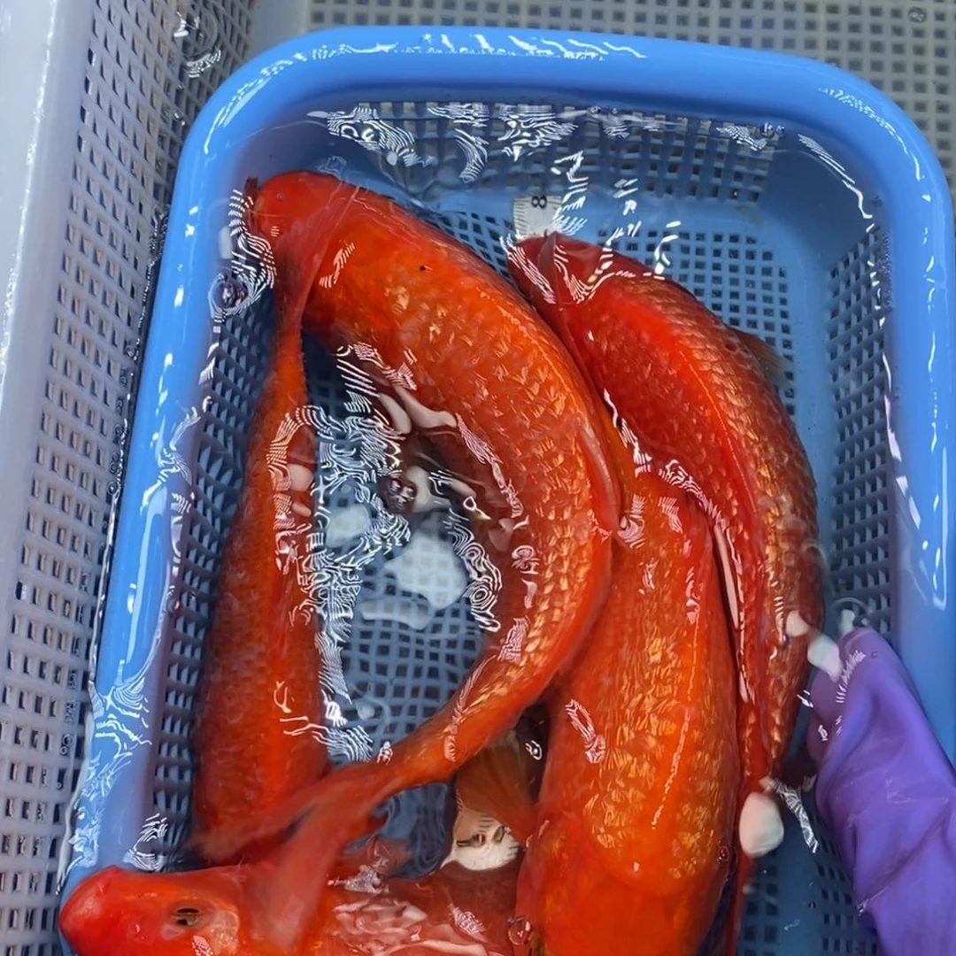 锦鲤冷水锦鲤包邮