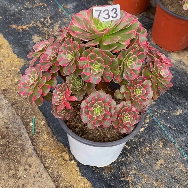 万***姐安娜多肉植物733