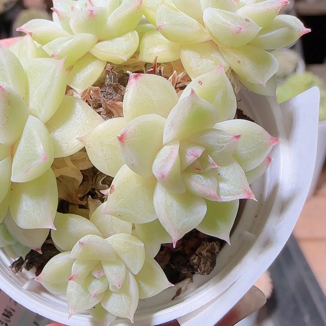 元***啊花语逸镜1121-59散