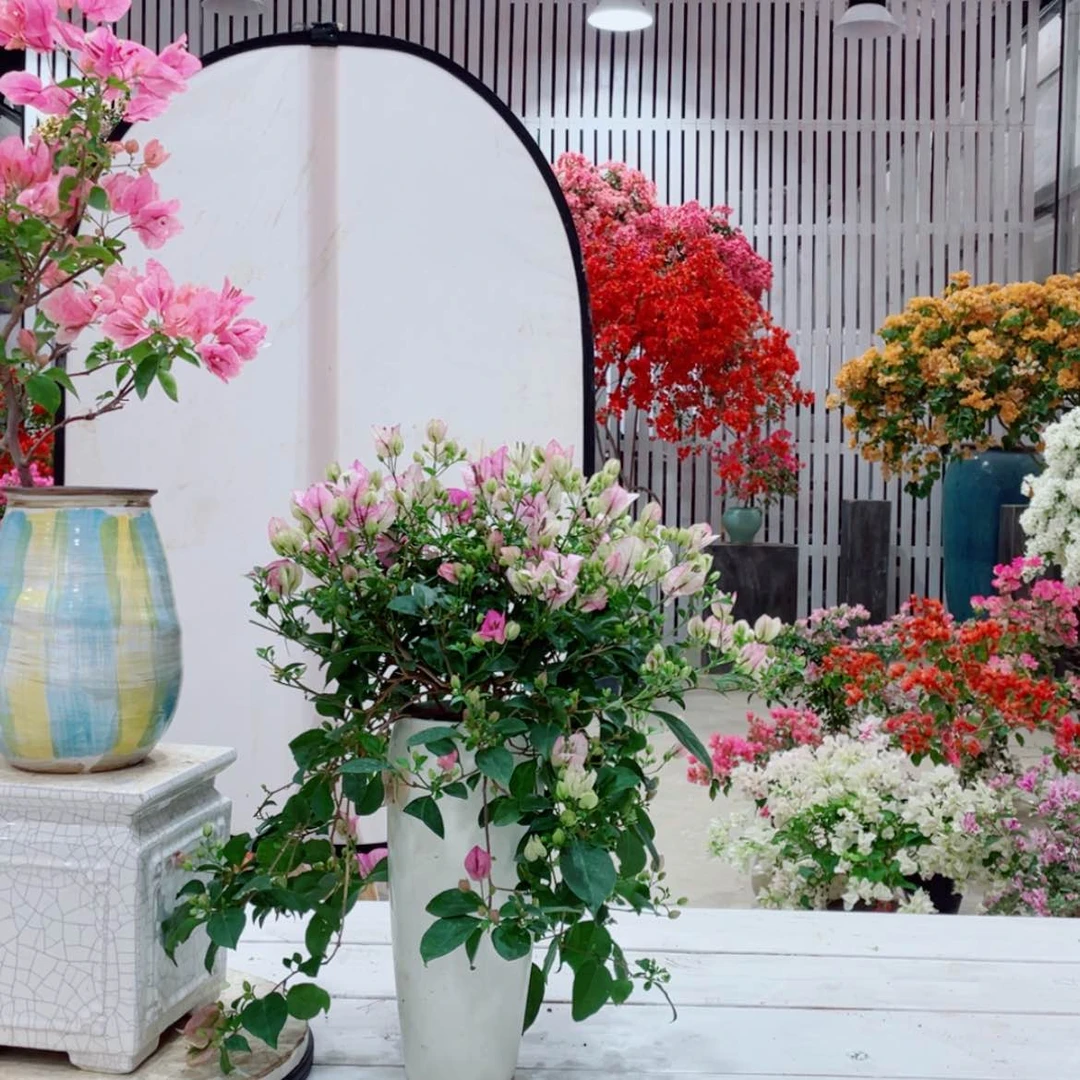 【闪购商品】大量花朵（建议范围：8朵-15朵 或40%以上）0005