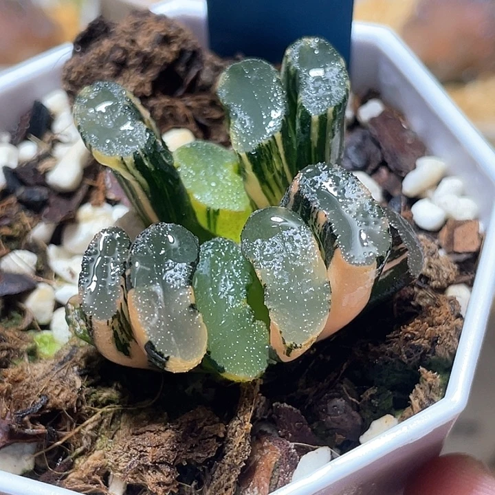 698两个写乐兄弟锦特选福利