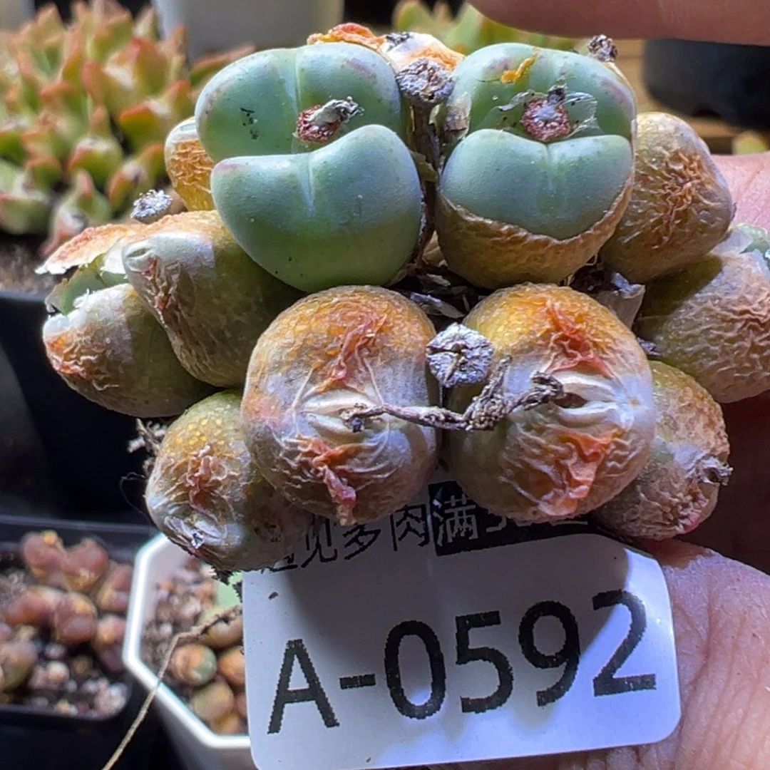 多肉植物111111111111111