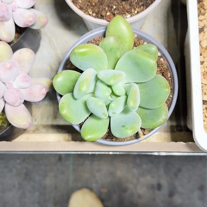 奶龙 单头 一物一拍