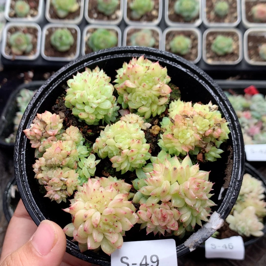 无花朵S49英语英语