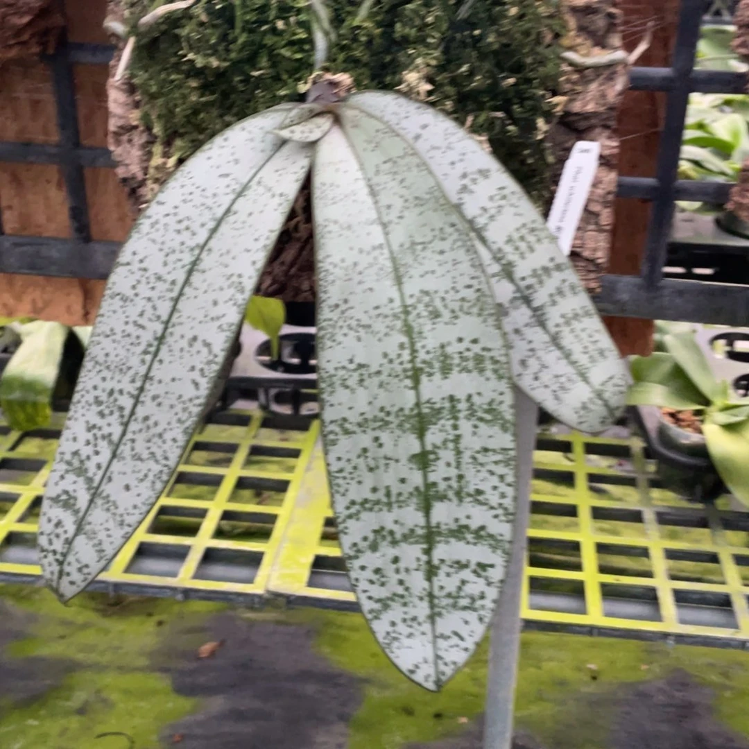 当前无花栽培后可以开花板植银叶西