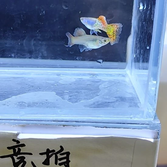 孔雀鱼26金属红蕾丝一对
