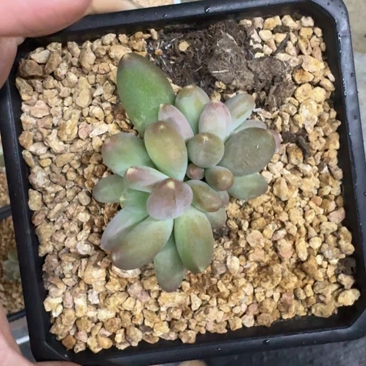 X系列美人新品 一物一拍
