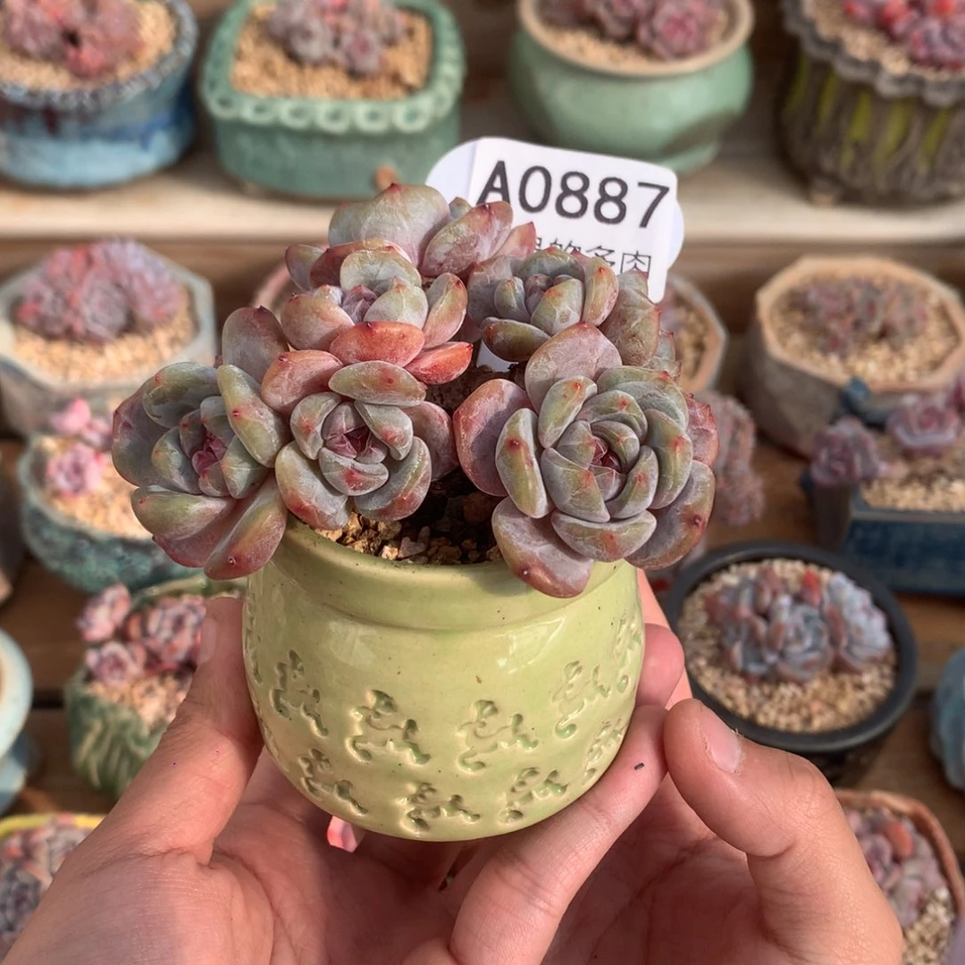 A0887 星影小树 老桩 9.5cm