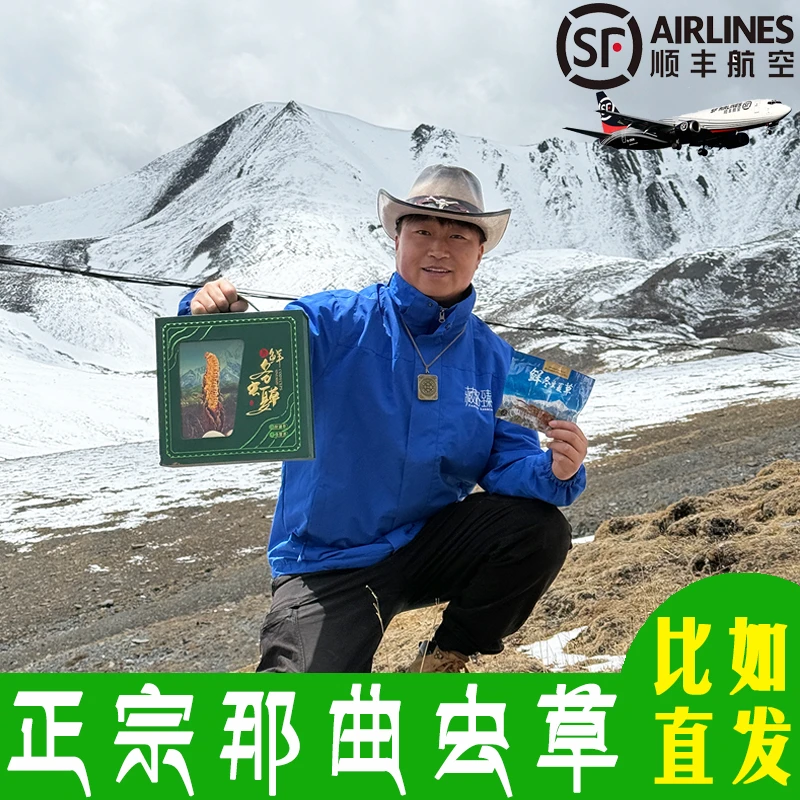 西藏那曲天然野生新鲜冬虫夏草1.2g/根头期干刷虫草滋补 比如直发