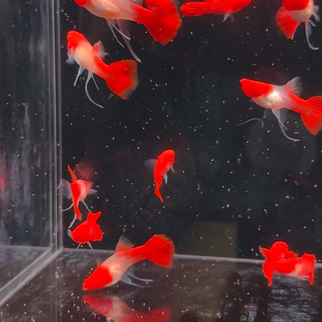 孔雀鱼分水基因缎带c10条送2条