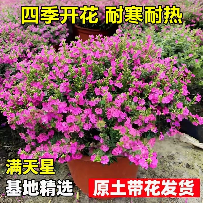 满天星盆栽带花苞鲜花大苗庭院室内阳台耐寒花卉植物四季开花不断