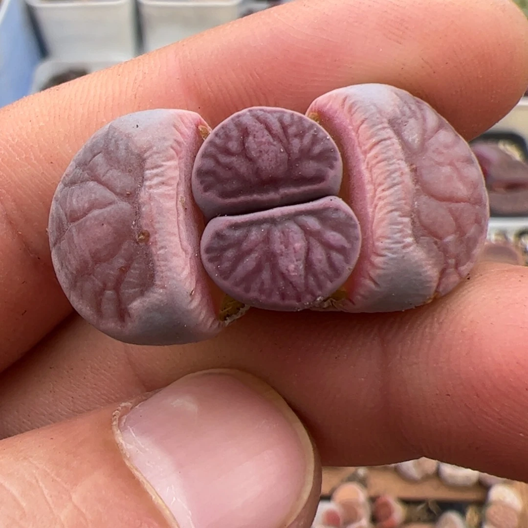 杜*果060号 紫菊多肉植物