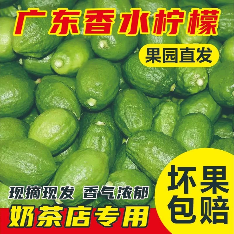 【果园现摘现发】广东香水柠檬新鲜现摘多汁无籽奶茶店专用精选柠檬