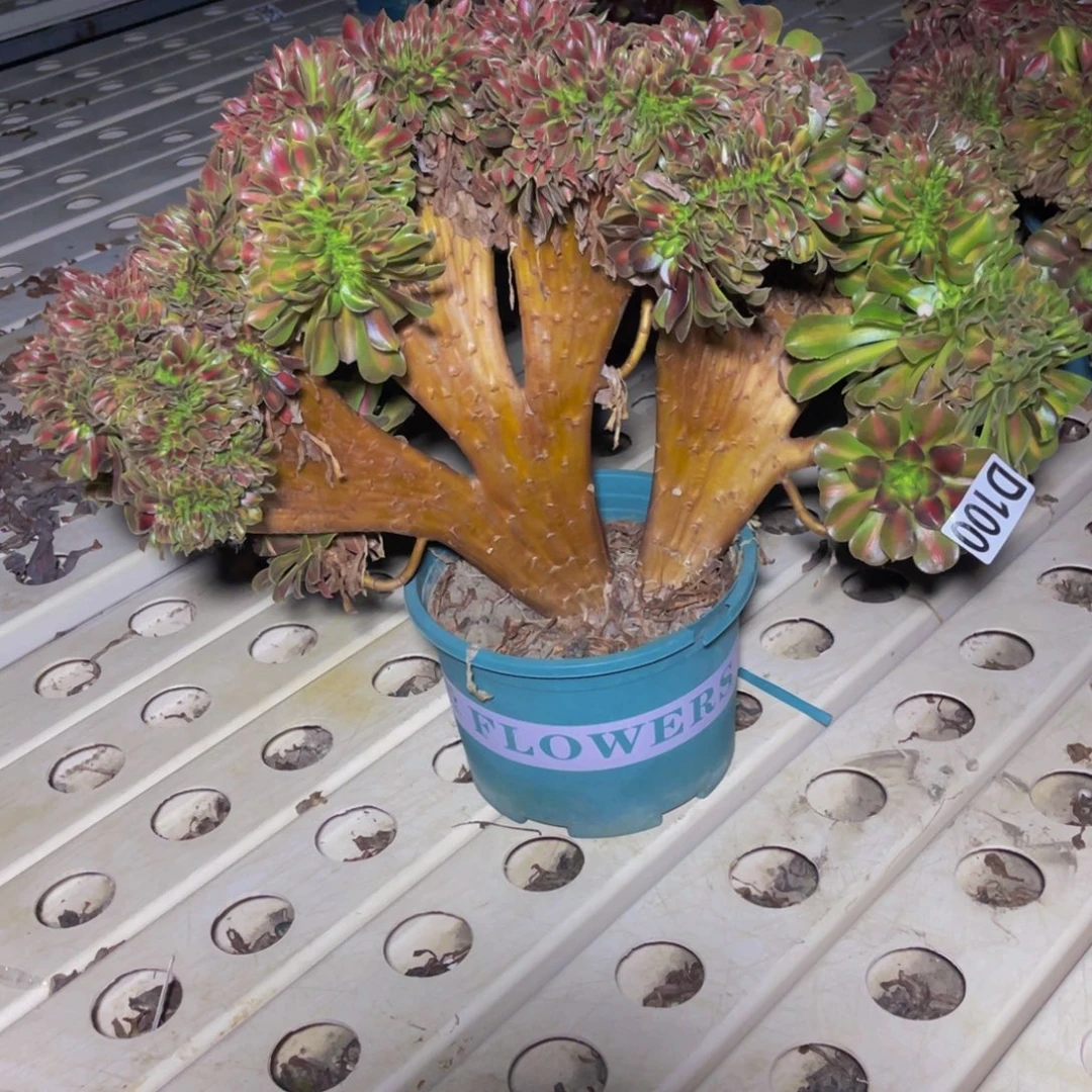 女巫宽中班7///7包邮