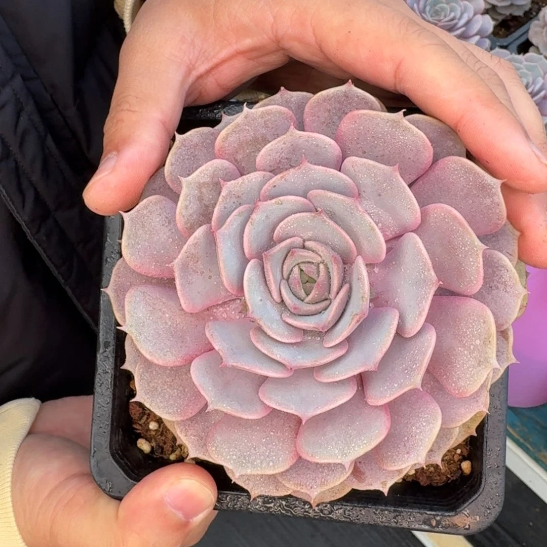 从前慢花园多肉编号-粉蝶