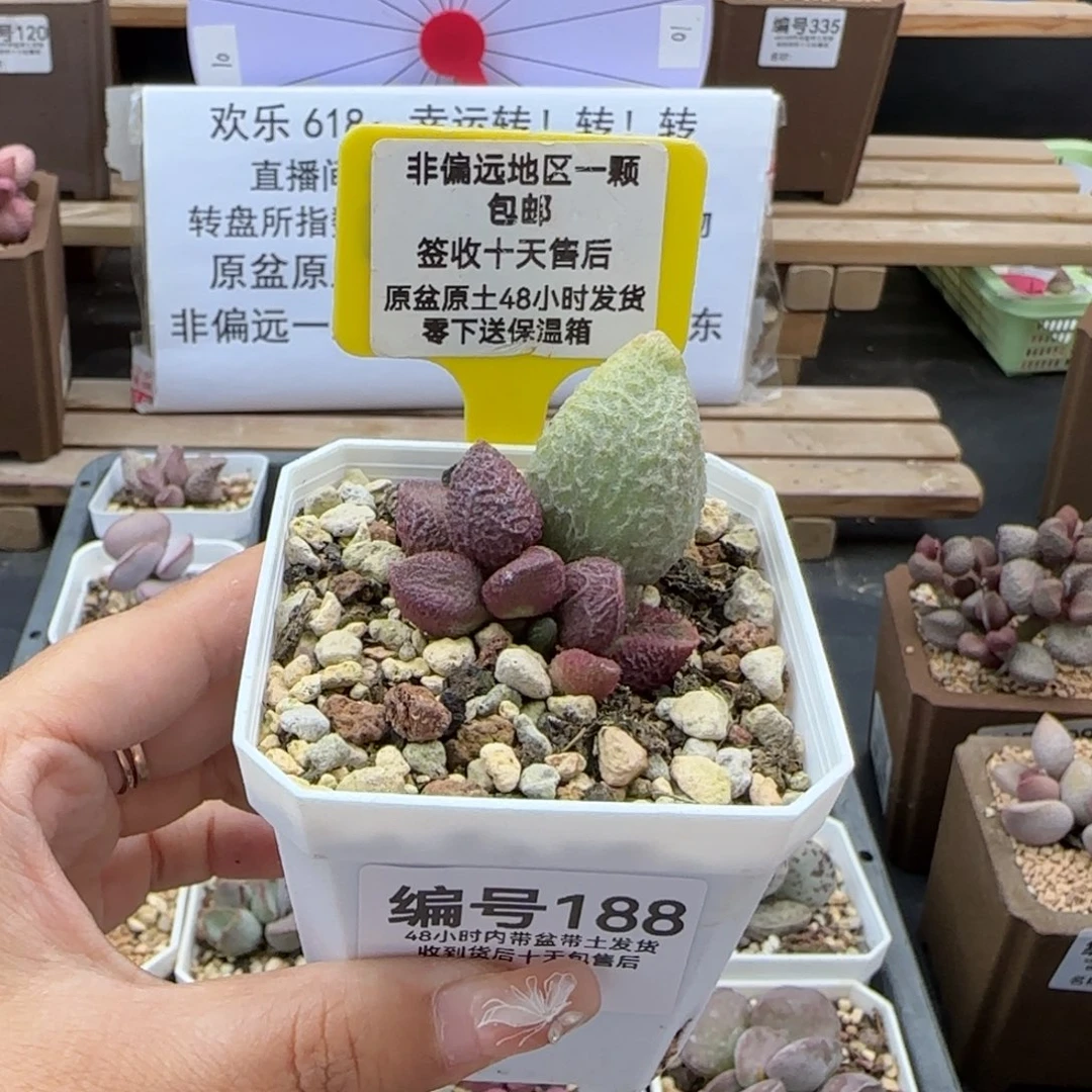 188奶油猪肝多肉植物