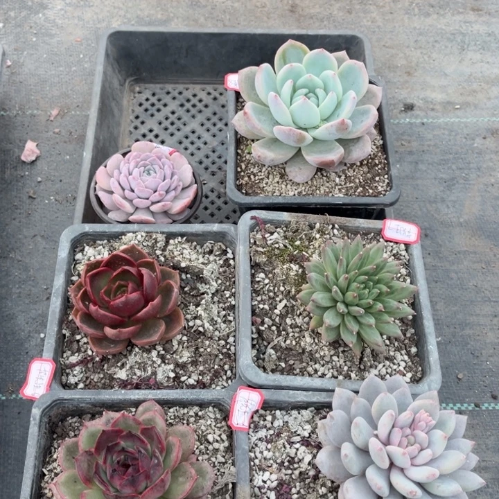 芦***姐恩宠红灯山果珍妮祖母绿半夏甲骨文