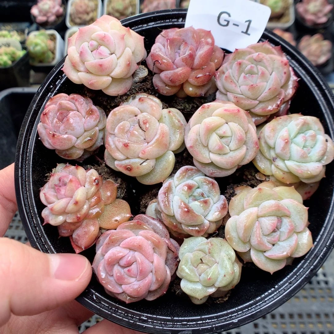 G1，柿子多肉20包邮两天凑单
