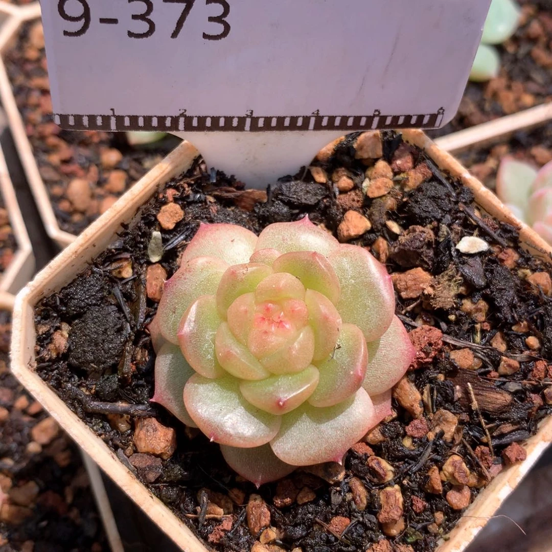 珍妮优选58包邮多肉